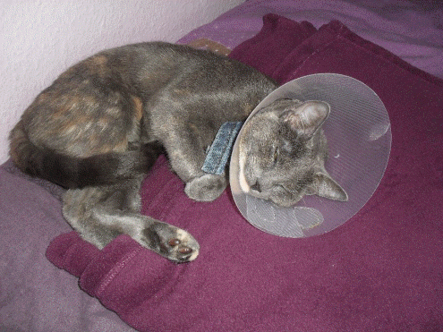 Scheiss Salatsch�ssel