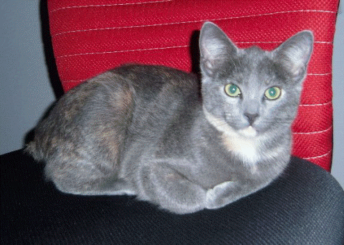 Trixy auf Papas Stuhl